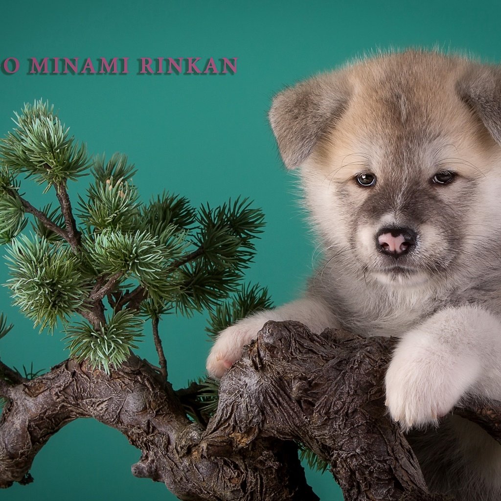 Обои дерево, щенок, бежевый, бонсай, японская акита, tree, puppy, beige, bonsai, japanese akita разрешение 3000x1923 Загрузить