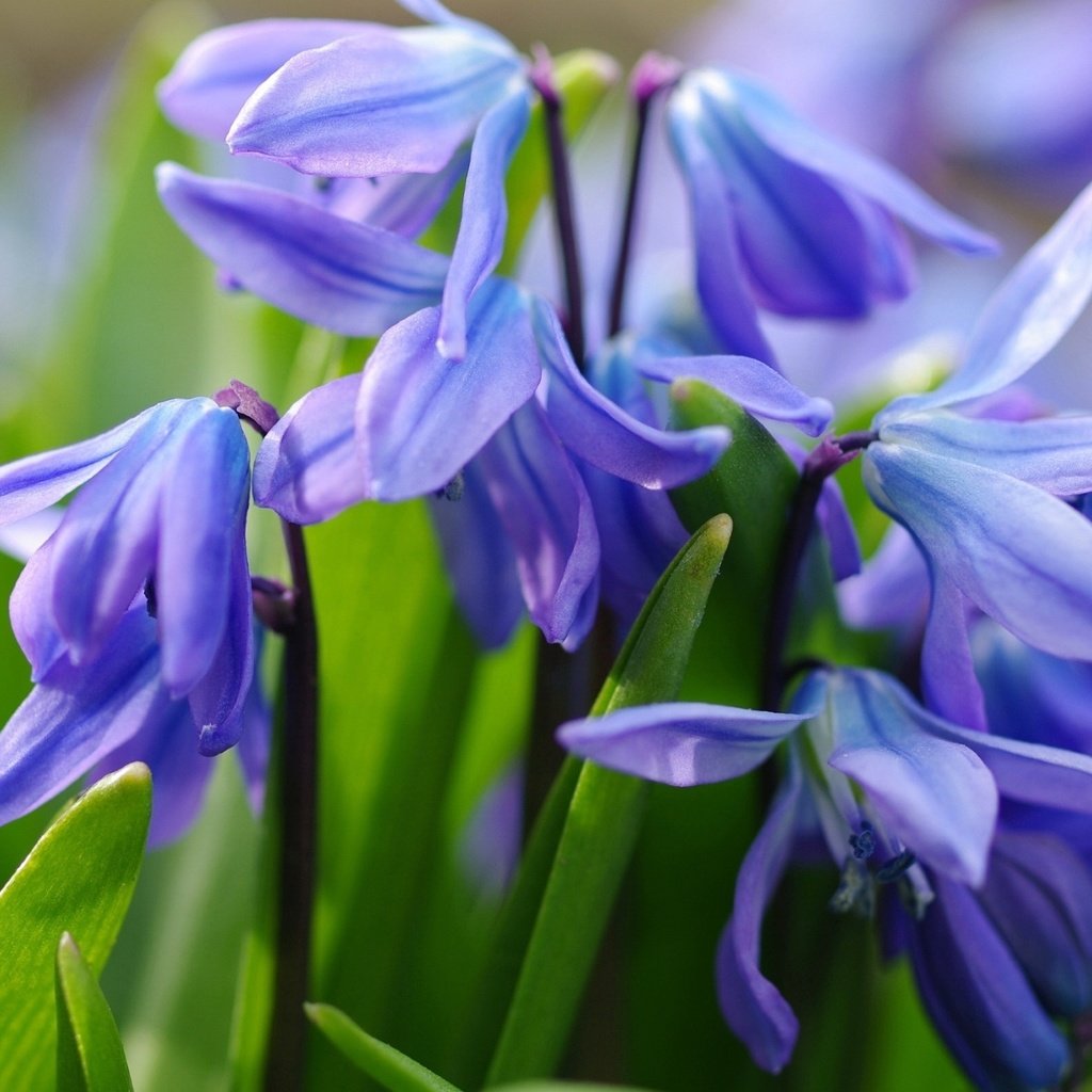 Обои цветы, макро, весна, синие, первоцвет, пролеска, flowers, macro, spring, blue, primrose, scilla разрешение 1920x1226 Загрузить