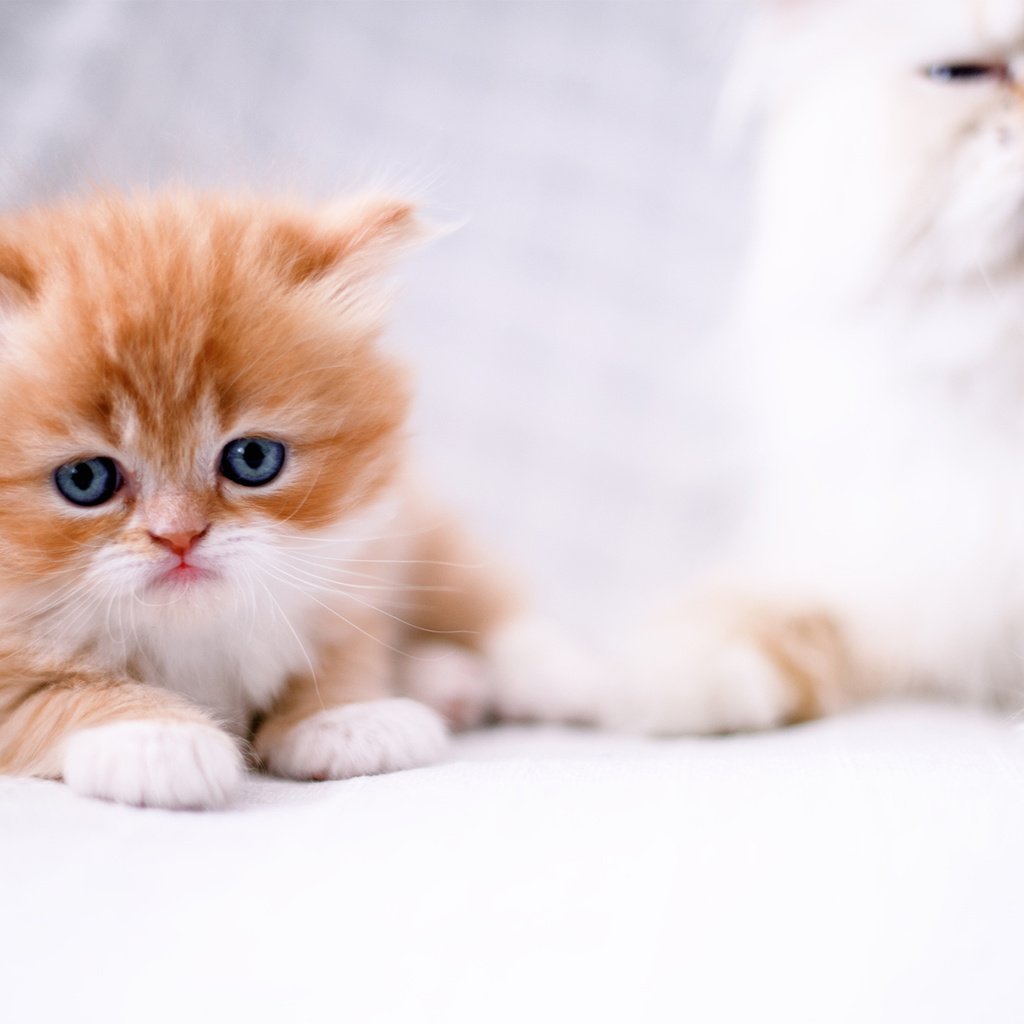 Обои кошка, взгляд, котенок, рыжий котенок, cat, look, kitty, ginger kitten разрешение 1980x1320 Загрузить