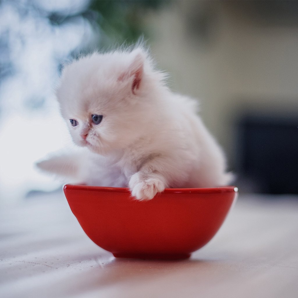 Обои котенок, малыш, миска, белый котёнок, персидская кошка, kitty, baby, bowl, white kitten, persian cat разрешение 1920x1280 Загрузить