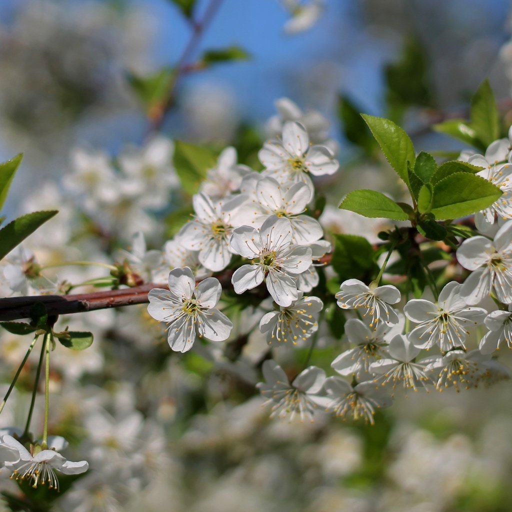 Обои ветка, дерево, цветение, макро, весна, вишня, branch, tree, flowering, macro, spring, cherry разрешение 2400x1598 Загрузить