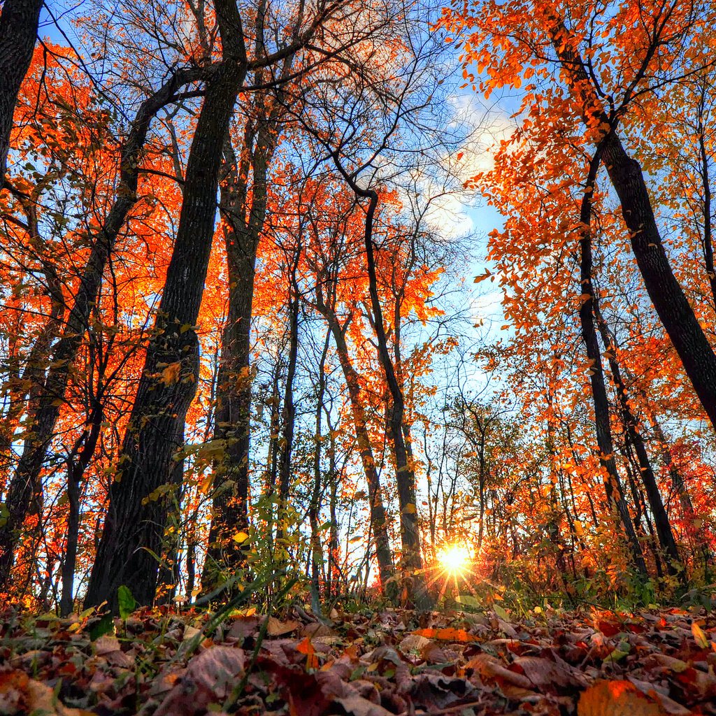 Обои небо, деревья, солнце, лес, листья, лучи, осень, the sky, trees, the sun, forest, leaves, rays, autumn разрешение 2048x1360 Загрузить