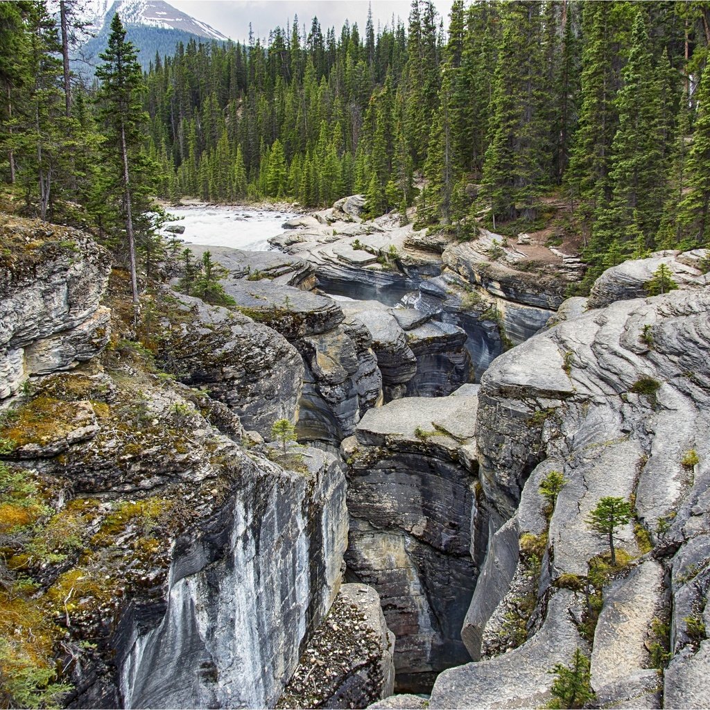 Обои деревья, национальный парк банф, горы, mistaya canyon, скалы, камни, лес, ручей, канада, провинция альберта, trees, banff national park, mountains, at mistaya canyon, rocks, stones, forest, stream, canada, alberta разрешение 2880x1920 Загрузить