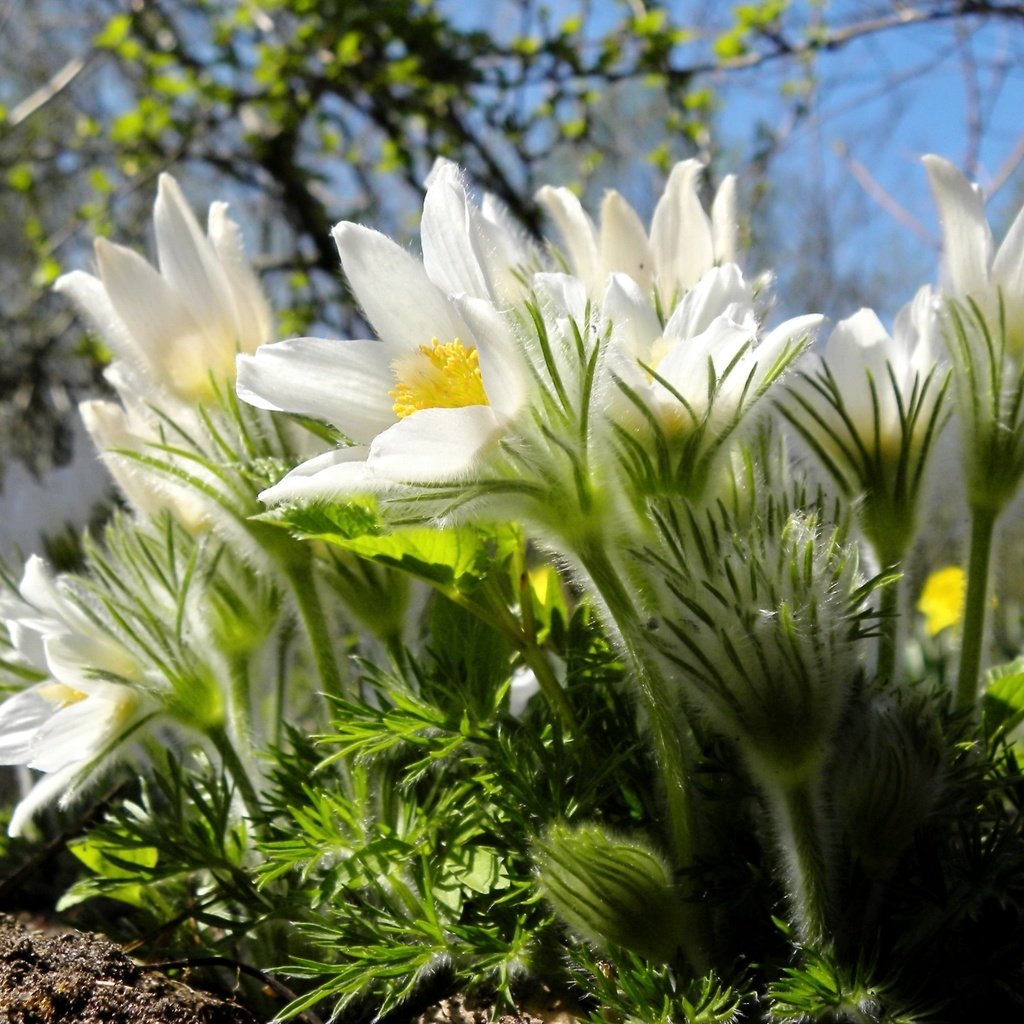 Обои макро, весна, анемон, сон-трава, macro, spring, anemone, sleep-grass разрешение 1920x1229 Загрузить