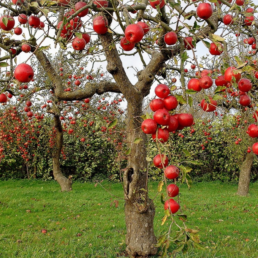 Яблоня с яблоками на стволе фото