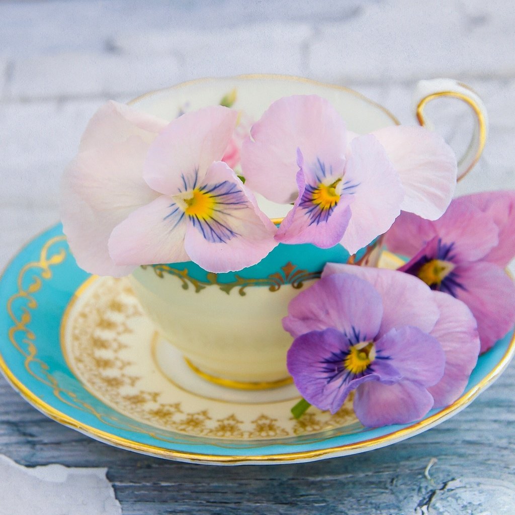 Обои лепестки, блюдце, чашка, анютины глазки, виола, petals, saucer, cup, pansy, viola разрешение 2043x1536 Загрузить