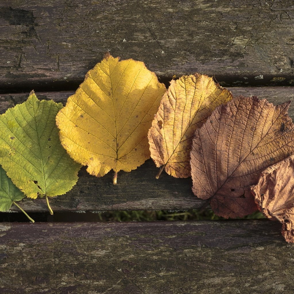 Обои листья, осень, осен,  листья, leaves, autumn разрешение 2880x1620 Загрузить