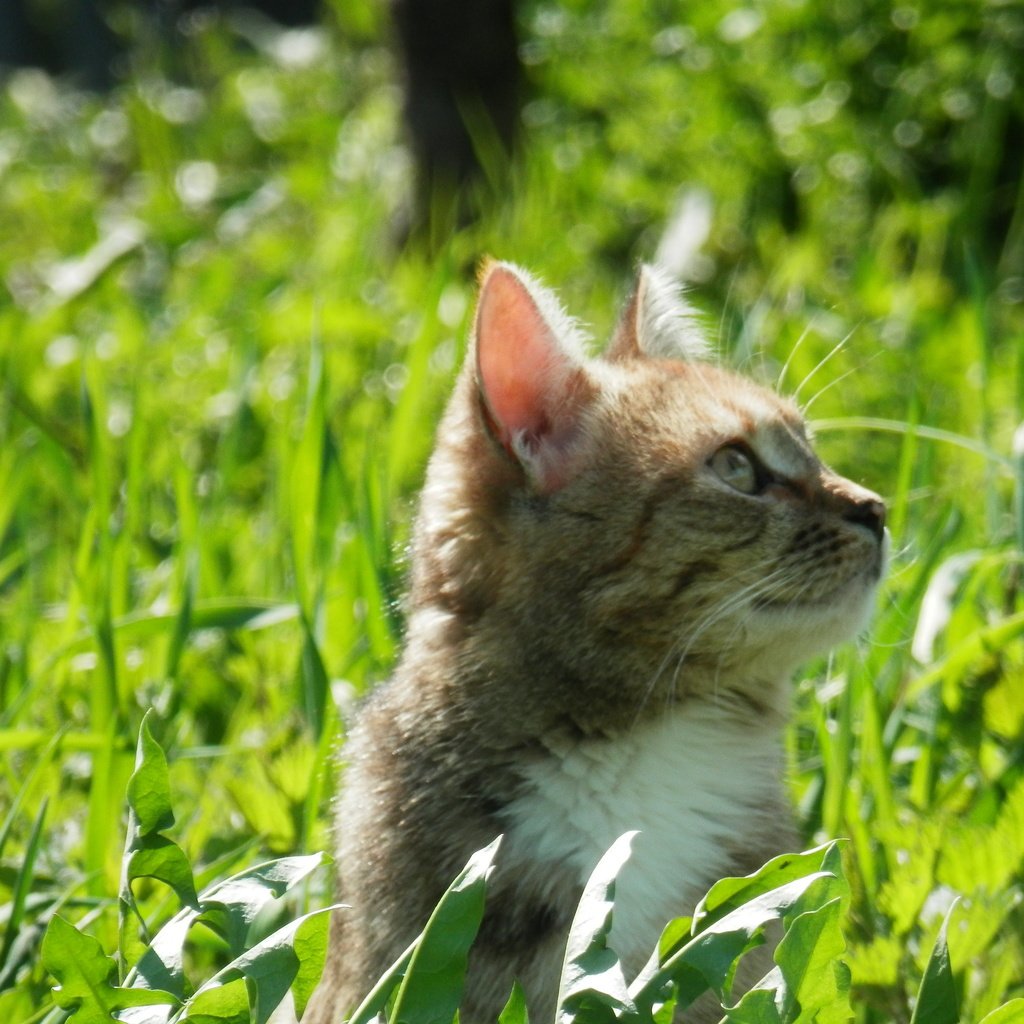 Обои трава, зелень, кот, кошка, весна, весенние, grass, greens, cat, spring разрешение 4288x3216 Загрузить