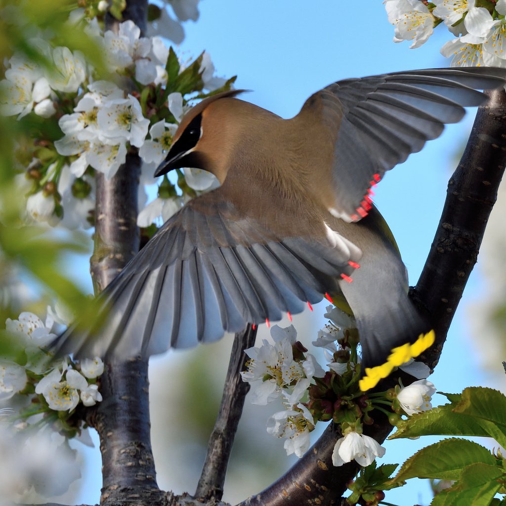 Обои цветение, птица, весна, свиристель, flowering, bird, spring, the waxwing разрешение 2048x1380 Загрузить