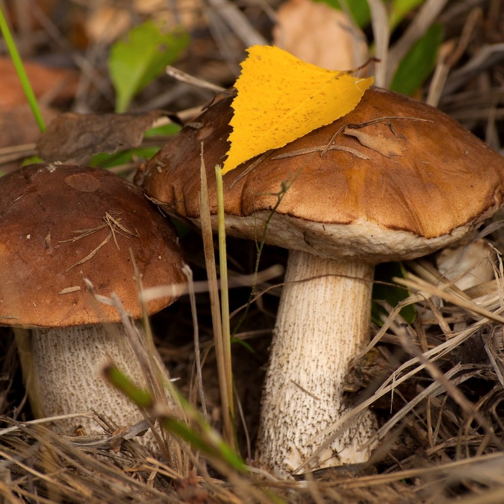 Обои осень, грибы, пара, подберезовик, подберезовики, autumn, mushrooms, pair, boletus, birch разрешение 2400x1594 Загрузить