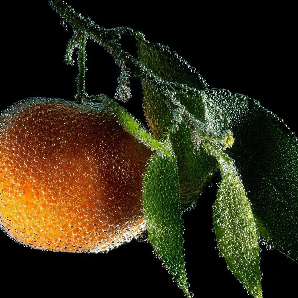 Обои вода, фон, фрукты, оранжевый, апельсин, цитрус, пузырьки, мандарин, water, background, fruit, orange, citrus, bubbles, mandarin разрешение 1920x1080 Загрузить