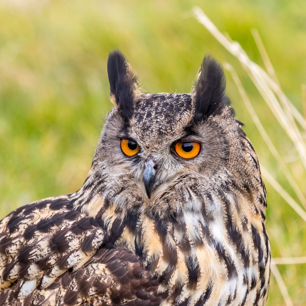 Обои портрет, взгляд, хищник, птица, филин, eurasian eagle owl, bubo bubo, орлиная сова, portrait, look, predator, bird, owl, eagle owl разрешение 2048x1365 Загрузить