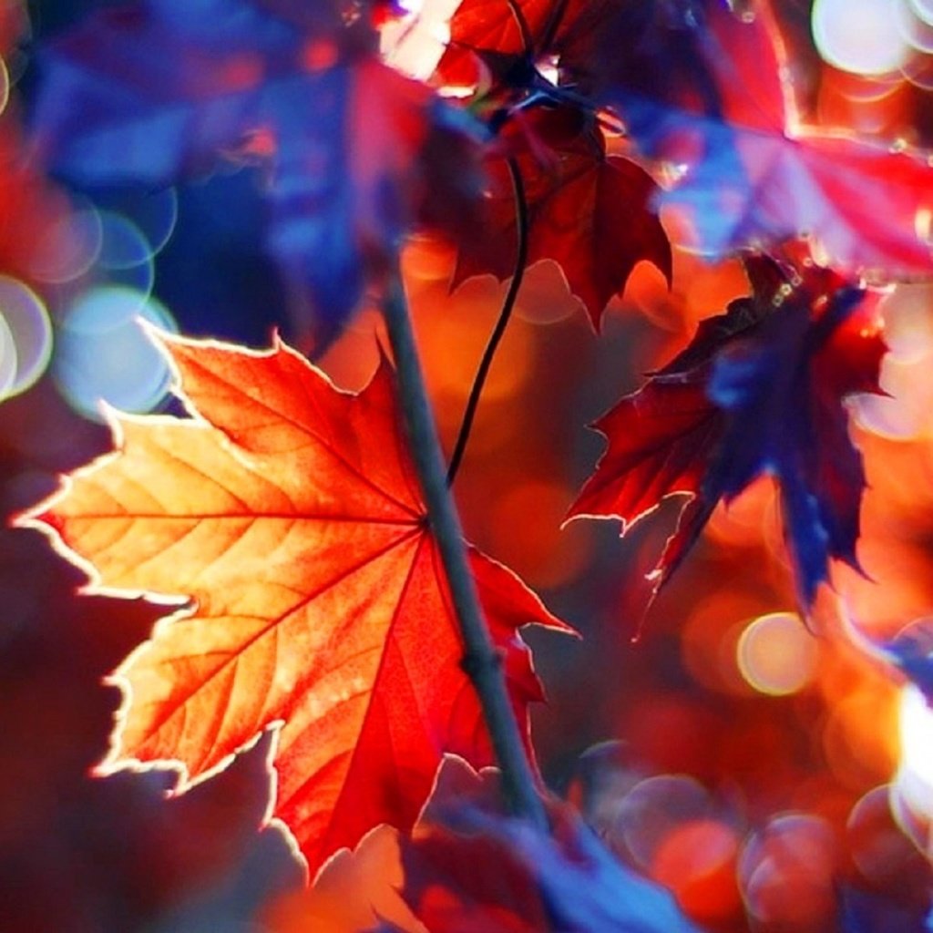 Обои дерево, листья, ветки, осень, клен, tree, leaves, branches, autumn, maple разрешение 1920x1200 Загрузить