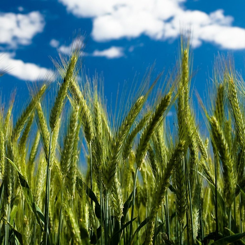 Обои небо, облака, пшеница, колоски, by robin de blanche, clear day, the sky, clouds, wheat, spikelets разрешение 1920x1200 Загрузить