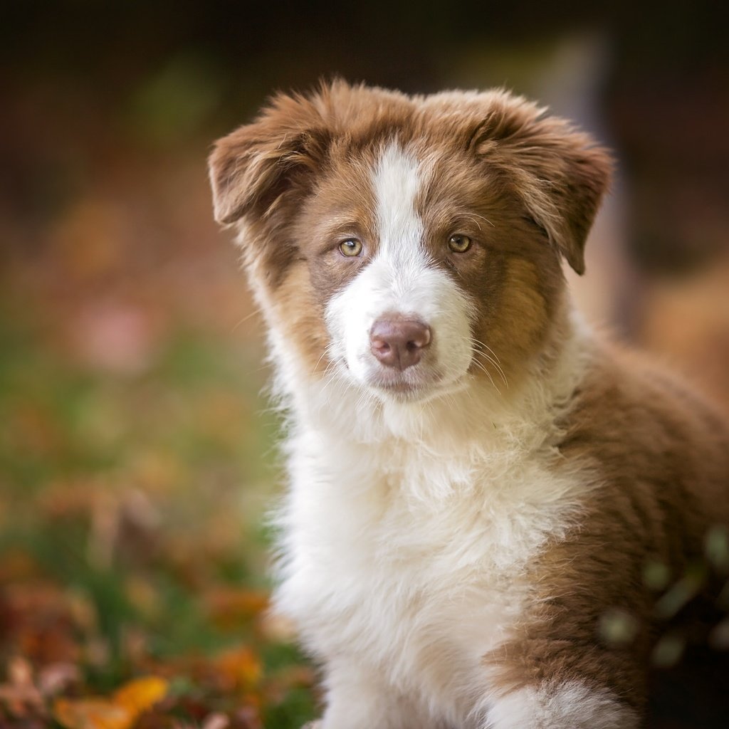 Обои взгляд, собака, щенок, австралийская овчарка, аусси, look, dog, puppy, australian shepherd, aussie разрешение 2048x1365 Загрузить