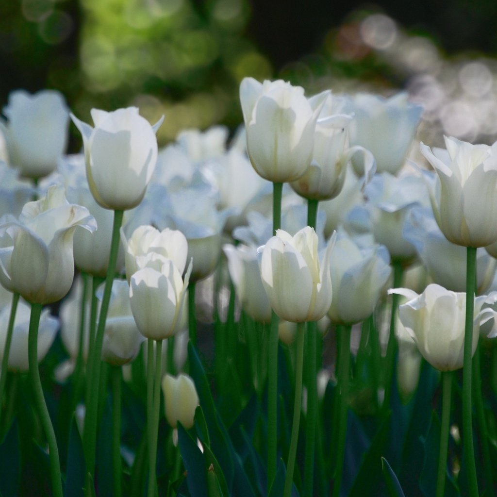 Обои цветы, тюльпаны, белые, много, flowers, tulips, white, a lot разрешение 3840x2127 Загрузить