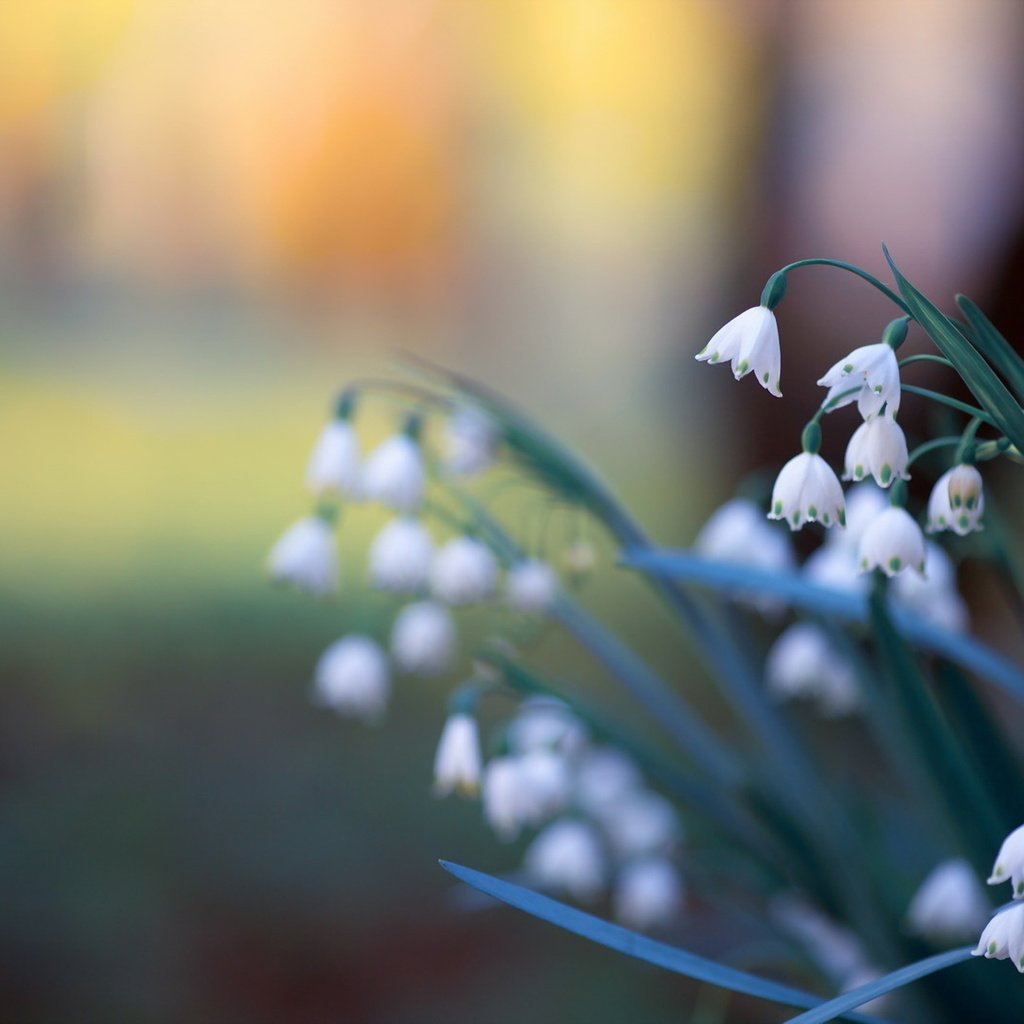 Обои цветы, природа, фон, ландыши, весна, flowers, nature, background, lilies of the valley, spring разрешение 1920x1279 Загрузить