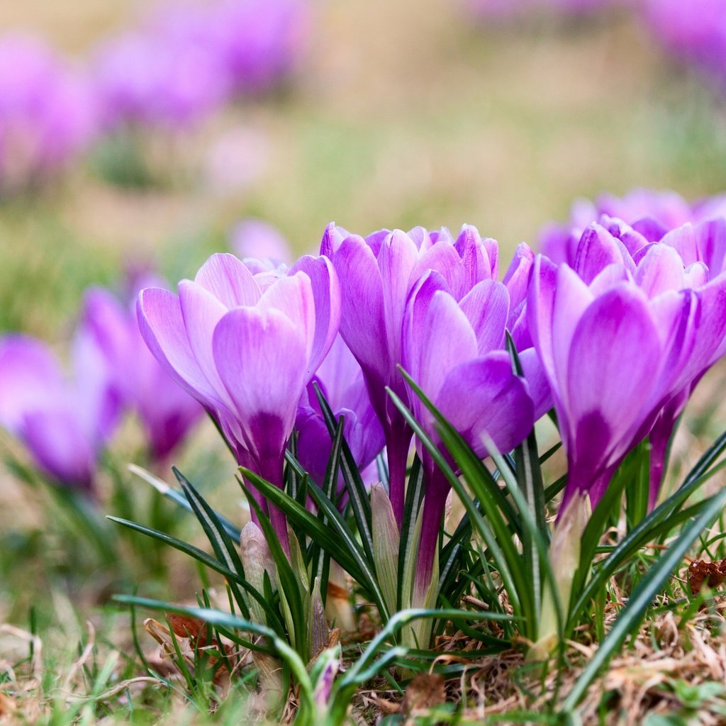 Обои цветы, природа, весна, крокусы, фиалка, flowers, nature, spring, crocuses, violet разрешение 2880x1920 Загрузить