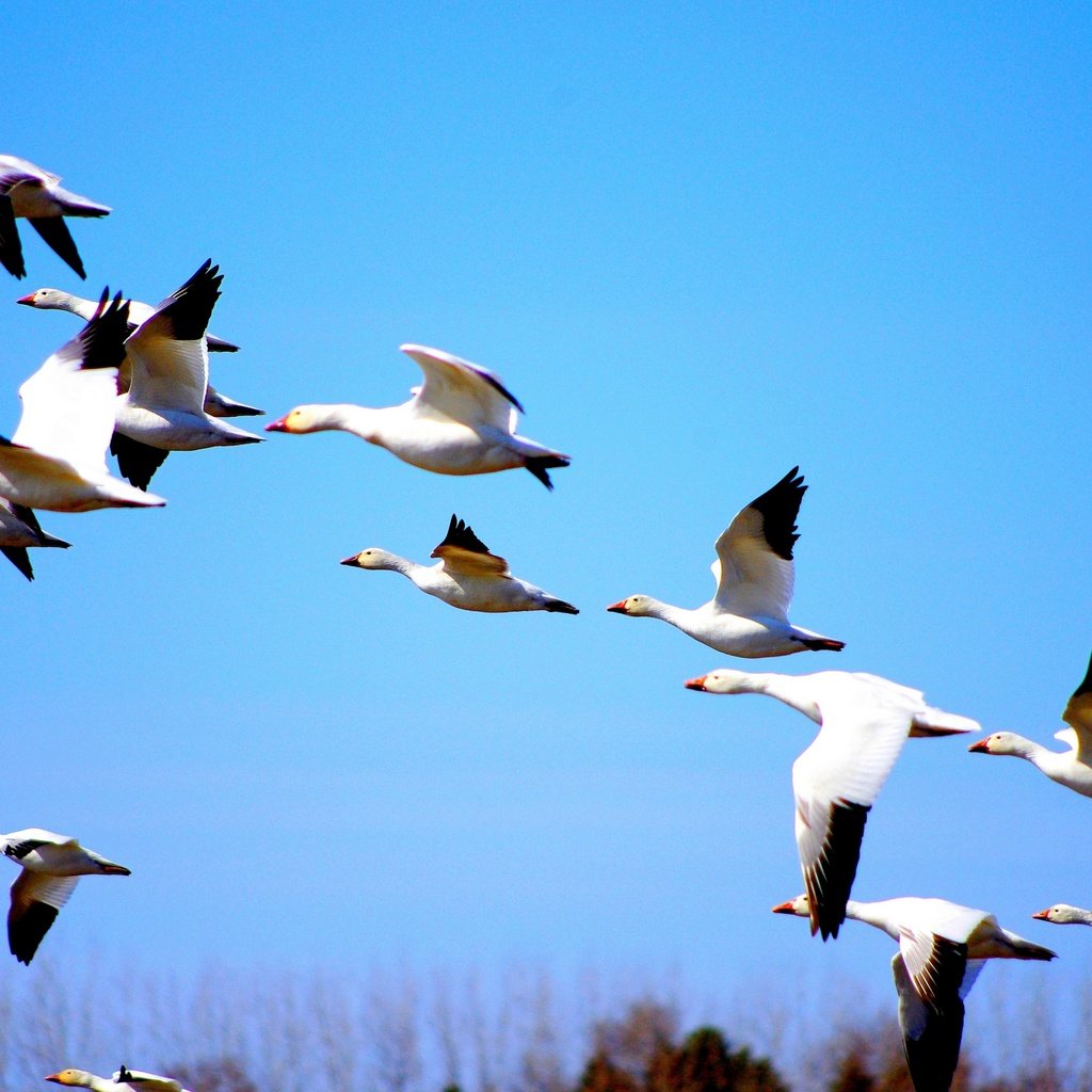 Обои природа, полет, птицы, утки, голубое небо, nature, flight, birds, duck, blue sky разрешение 2880x1913 Загрузить