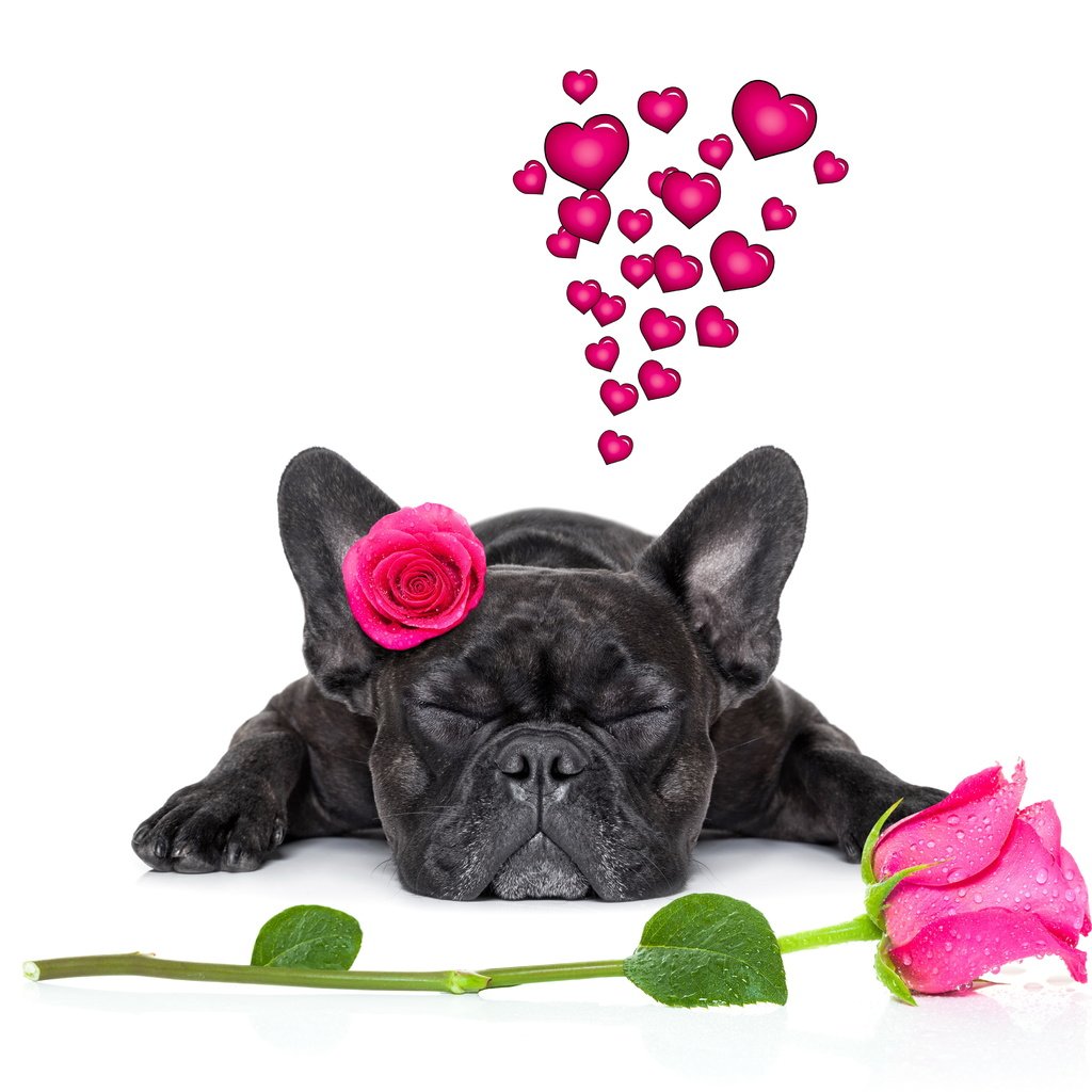 Обои розы, собака, сердце, французский бульдог, roses, dog, heart, french bulldog разрешение 6000x4000 Загрузить