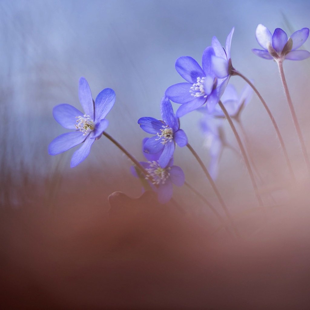 Обои цветы, природа, весна, перелеска, andreas lööf, hepatica, печеночница (печоночница), flowers, nature, spring, the coppice, pechenocna (peconomica) разрешение 2048x1365 Загрузить