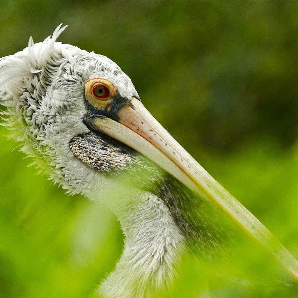 Обои птица, австралия, пеликан, птаха, bird, australia, pelican разрешение 1920x1200 Загрузить