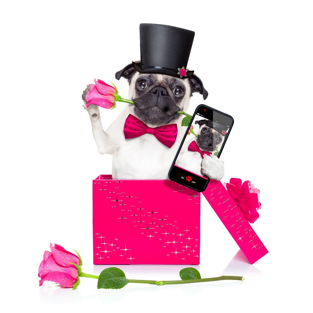 Обои розы, собака, телефон, мопс, roses, dog, phone, pug разрешение 6000x4000 Загрузить