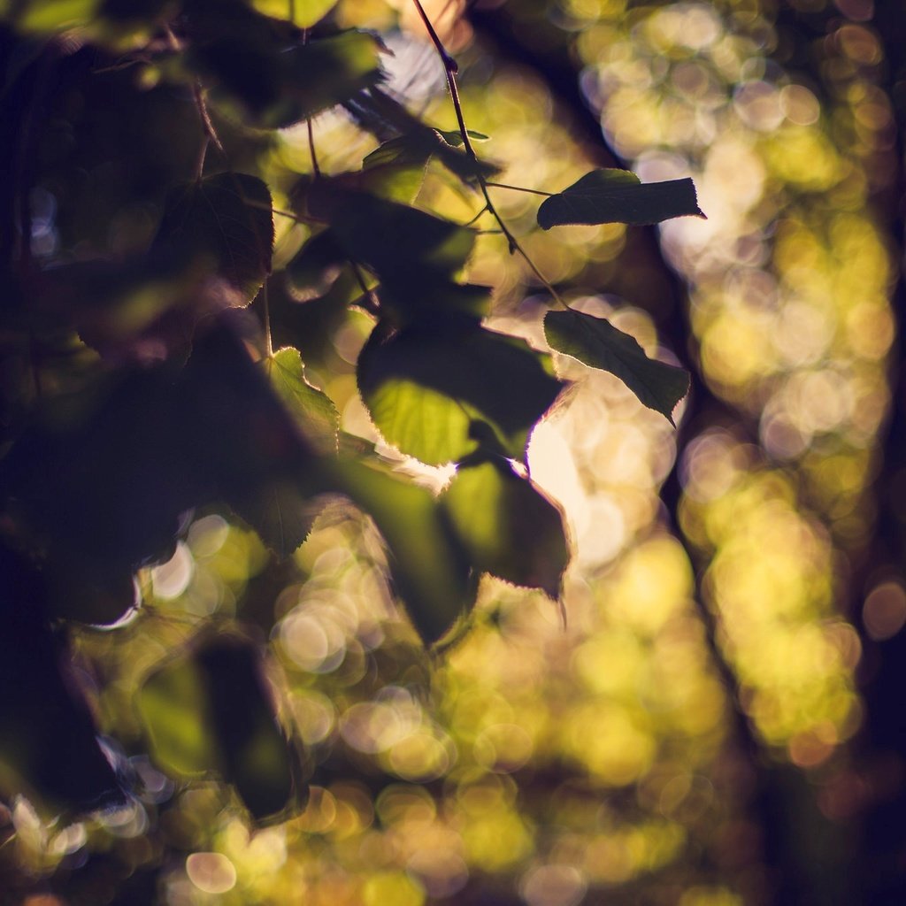 Обои дерево, листья, боке, tree, leaves, bokeh разрешение 2048x1365 Загрузить