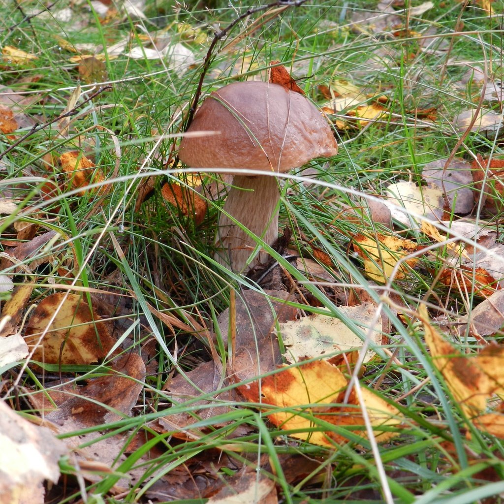 Обои трава, природа, листья, макро, осень, грибы, grass, nature, leaves, macro, autumn, mushrooms разрешение 4000x2947 Загрузить