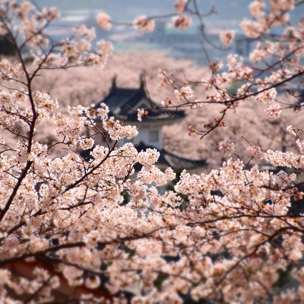 Скачать обои цветение, ветки, замок, япония, весна разрешение 1024x1024  #115628