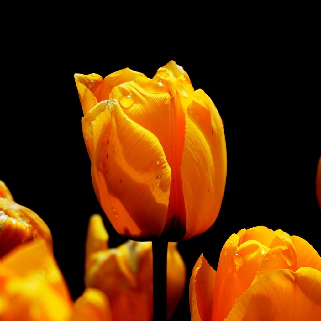 Обои цветы, природа, весна, черный фон, тюльпаны, flowers, nature, spring, black background, tulips разрешение 1920x1321 Загрузить