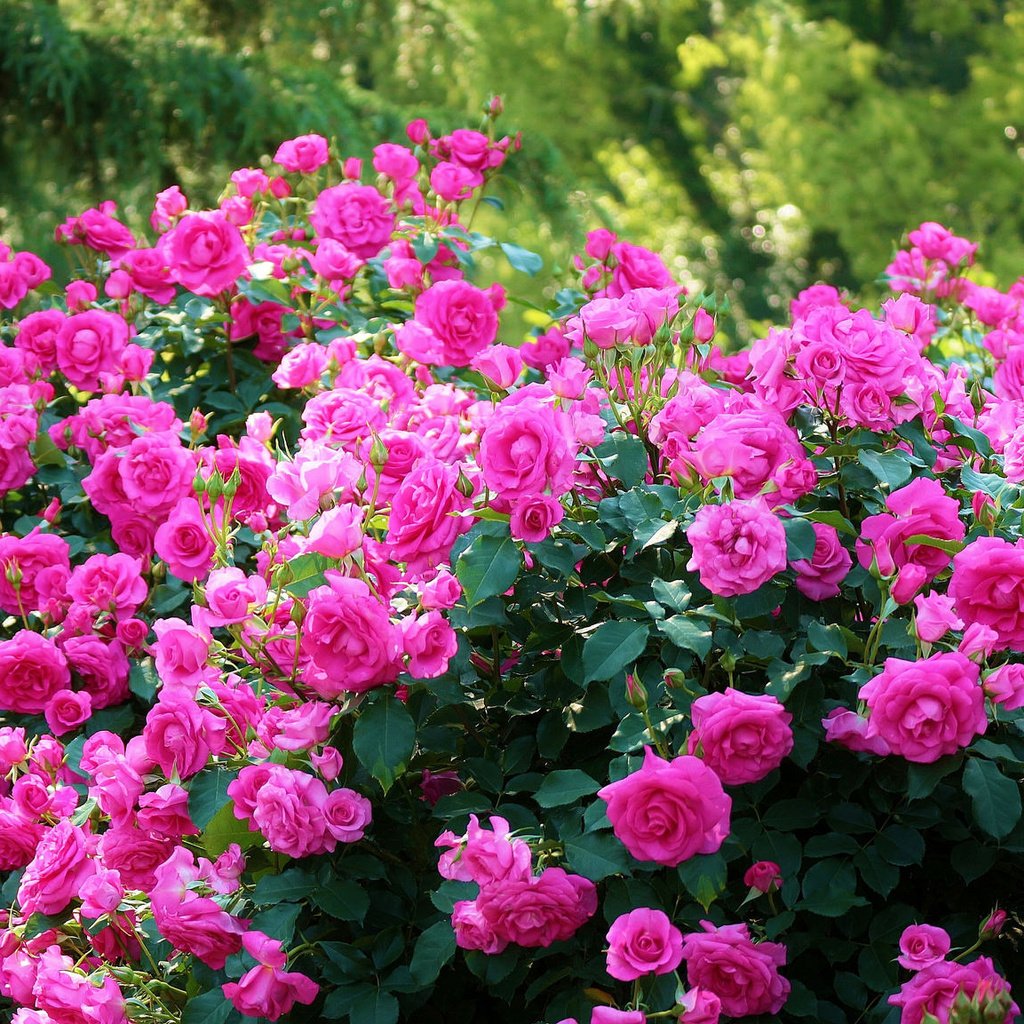 Обои кусты, розы, япония, киото, японии, ботанический сад, kyoto botanical garden, the bushes, roses, japan, kyoto, botanical garden разрешение 2048x1153 Загрузить