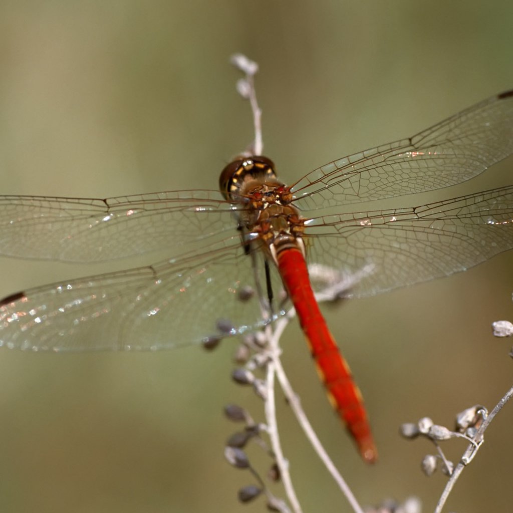 Обои макро, насекомое, стрекоза, растение, macro, insect, dragonfly, plant разрешение 1920x1200 Загрузить