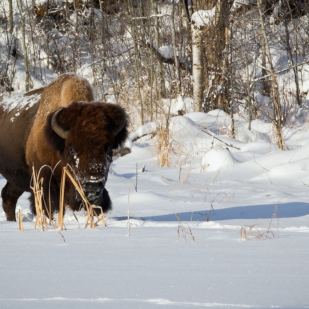 Обои снег, природа, зима, бизон, plains bison, степной бизон, буффало, snow, nature, winter, buffalo разрешение 1920x1200 Загрузить