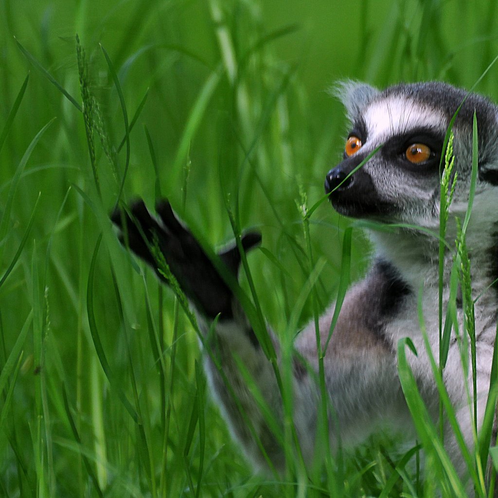 Обои трава, лемур, кошачий лемур, катта, grass, lemur, a ring-tailed lemur, katta разрешение 2907x1633 Загрузить