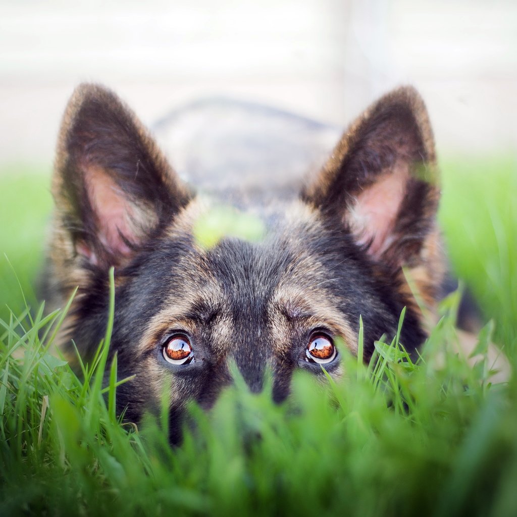 Обои трава, взгляд, собака, друг, немецкая овчарка, grass, look, dog, each, german shepherd разрешение 5159x3195 Загрузить