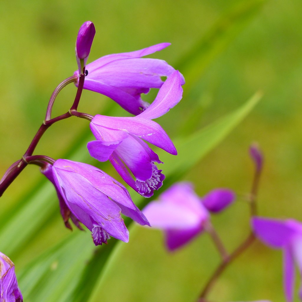 Обои цветы, орхидеи, цветком, orchis laxiflora, болотные, ятрышник, flowers, orchids, flower, marsh, orchis разрешение 4000x3000 Загрузить