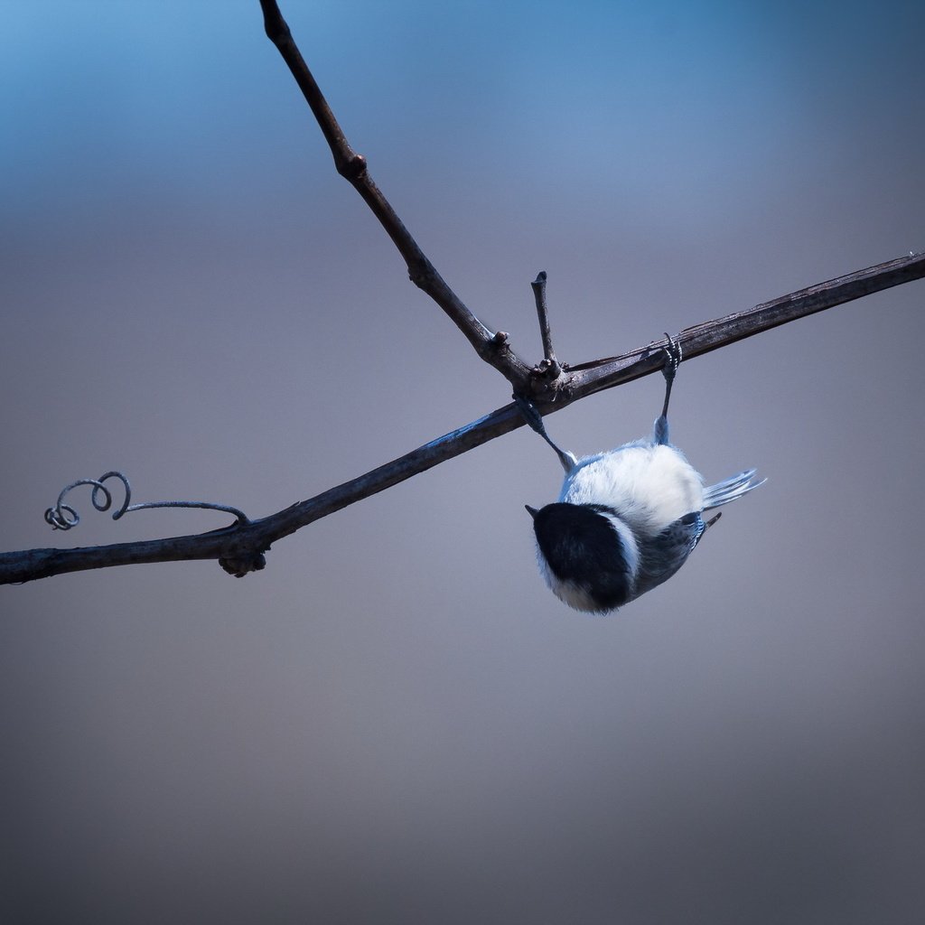 Обои ветка, птица, black-capped chickadee, branch, bird разрешение 2048x1363 Загрузить