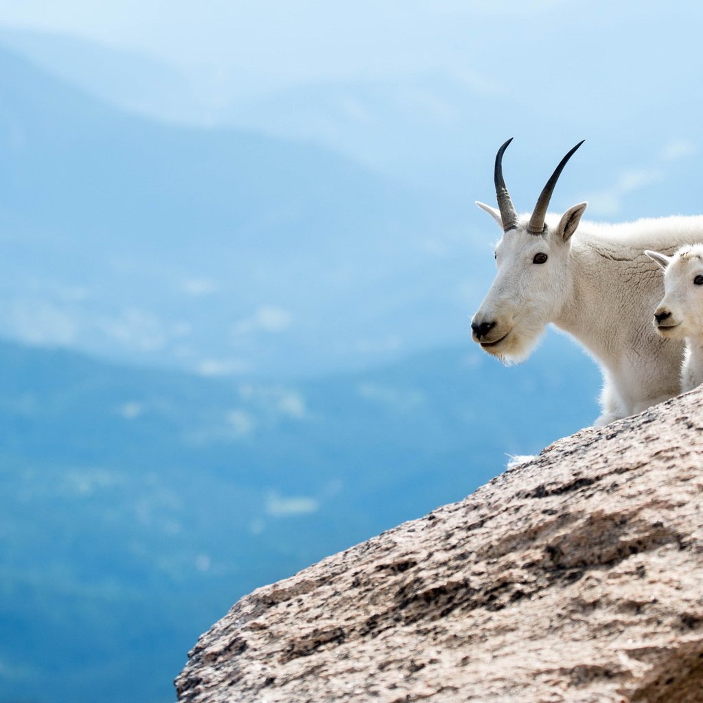 Обои горы, снежная коза, животные, горная коза, коза, белые, козленок, козы, парнокопытные, горные козы, мать и дитя, mother and child, mountains, animals, goat, white, goats, artiodactyls, mountain goat разрешение 2048x1152 Загрузить