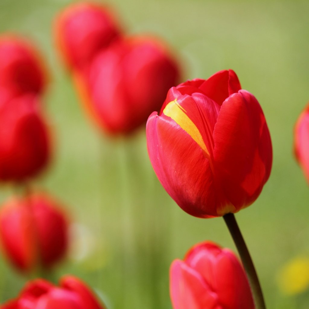 Обои цветы, фон, тюльпаны, flowers, background, tulips разрешение 2880x1920 Загрузить