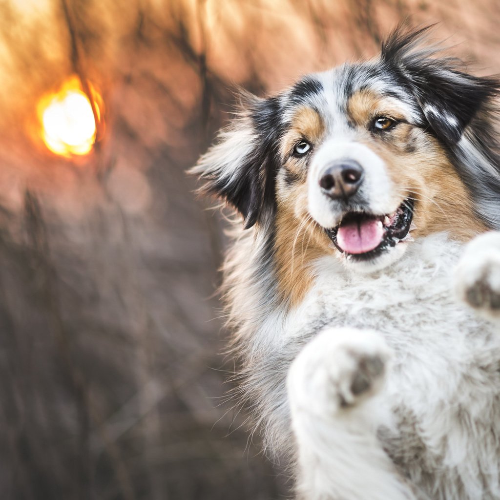 Обои трава, солнце, закат, собака, аусси, grass, the sun, sunset, dog, aussie разрешение 2048x1152 Загрузить