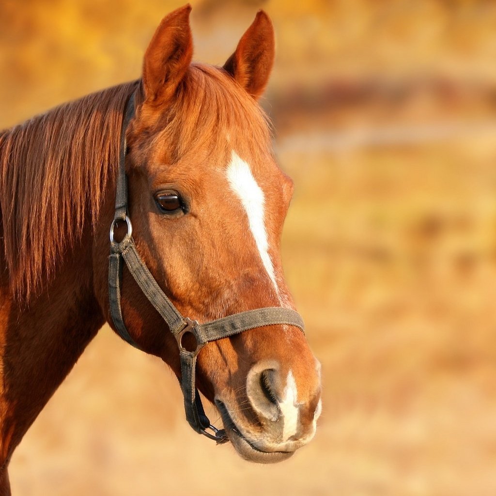 Обои лошадь, конь, грива, голова, коричневый, узда, уздечка, horse, mane, head, brown, bridle разрешение 1920x1440 Загрузить