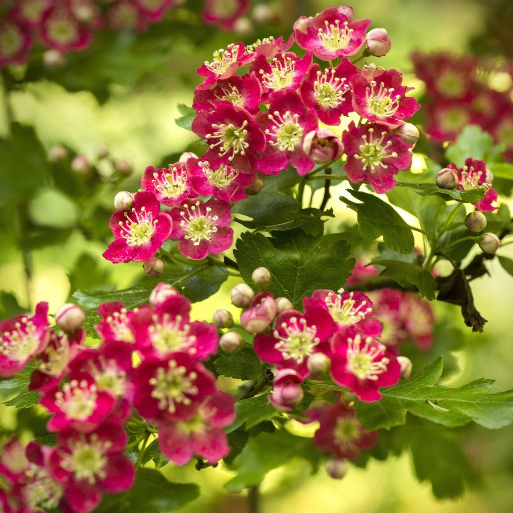 Обои ветка, цветение, цветки, боке, боярышник, branch, flowering, flowers, bokeh, hawthorn разрешение 2560x1921 Загрузить