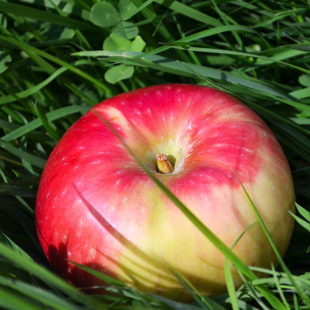 Обои трава, клевер, фрукты, яблоко, grass, clover, fruit, apple разрешение 1920x1272 Загрузить
