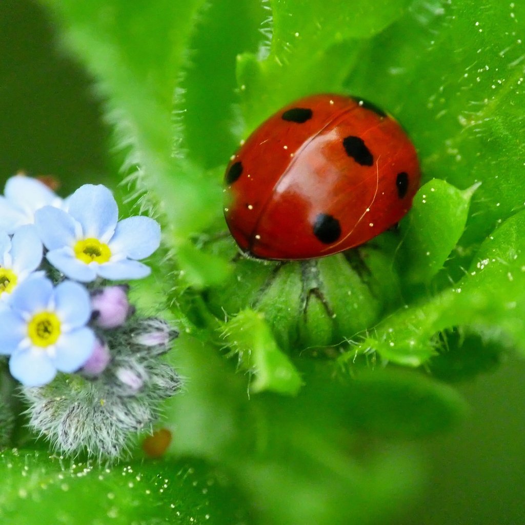 Обои природа, божья коровка, незабудки, nature, ladybug, forget-me-nots разрешение 2048x1536 Загрузить