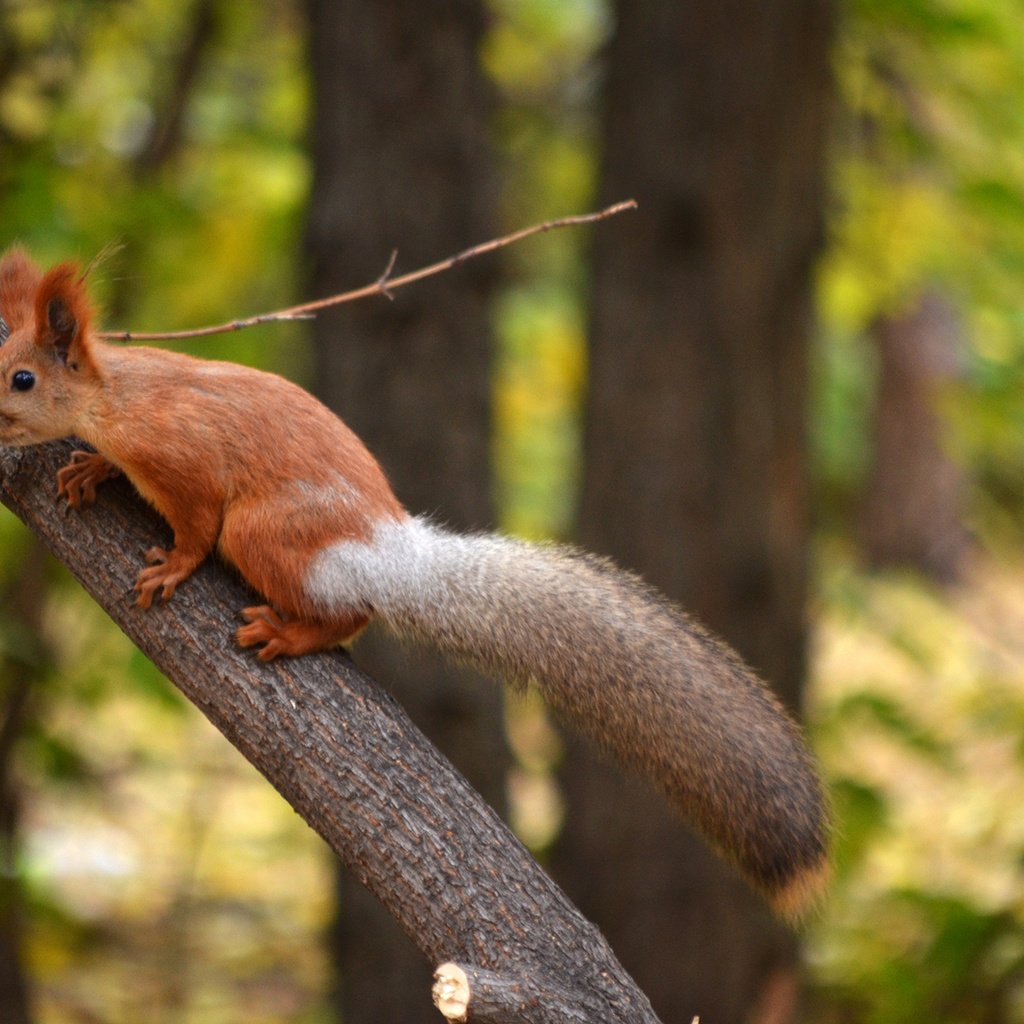 Обои парк, ствол, белка, хвост, белочка, грызун, park, trunk, protein, tail, squirrel, rodent разрешение 1920x1272 Загрузить