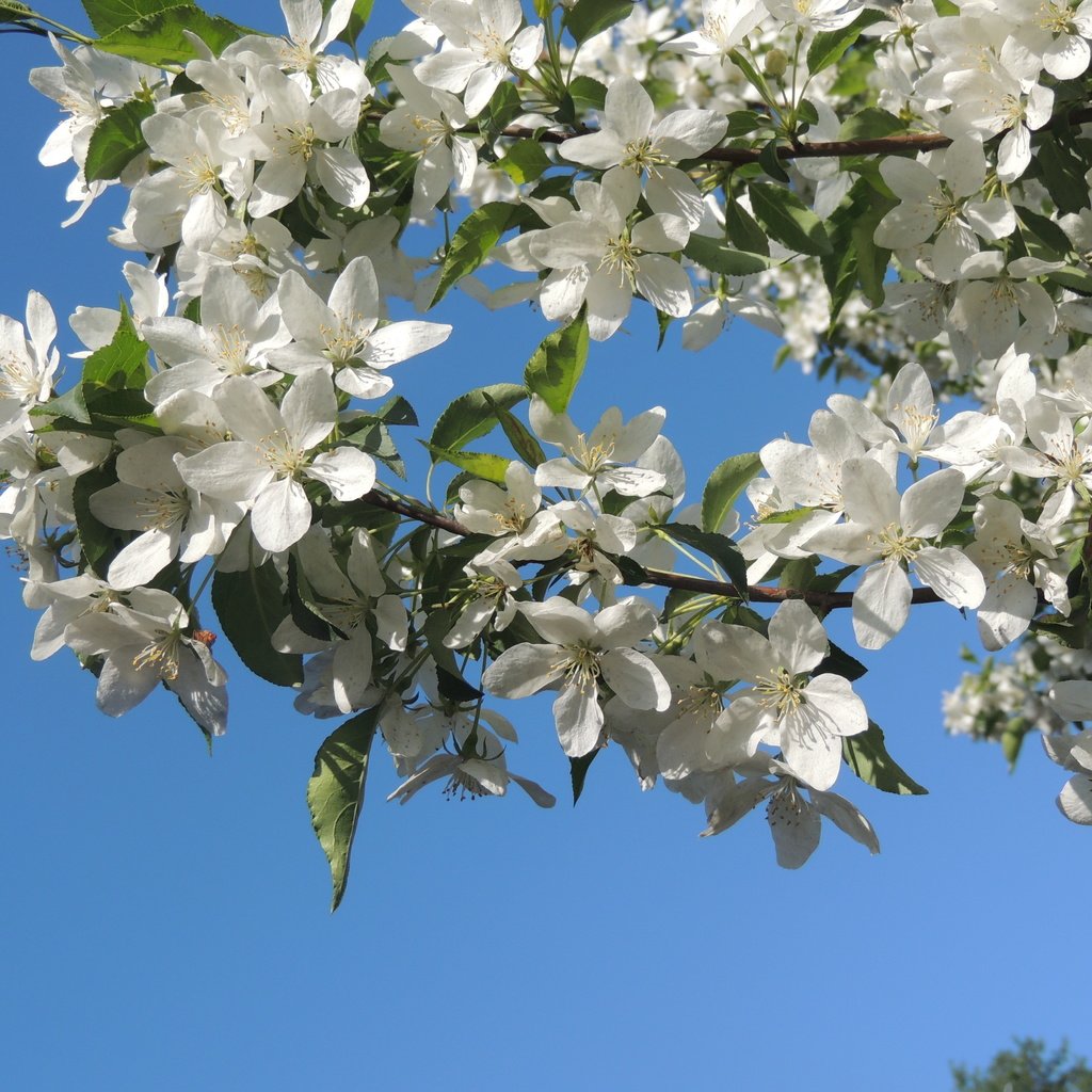 Обои небо, цветение, яблоня, голубое, the sky, flowering, apple, blue разрешение 4608x3456 Загрузить