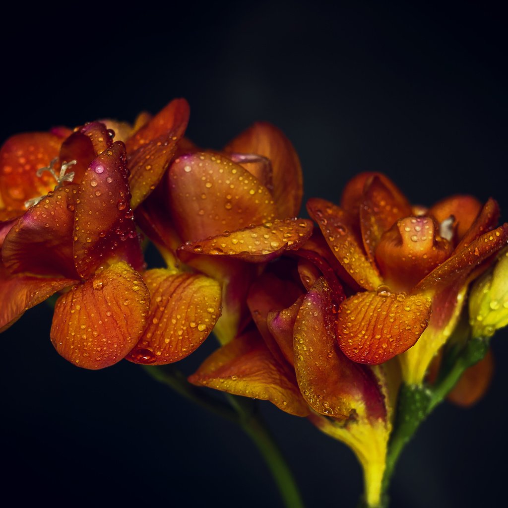 Обои цветы, макро, фон, капли, апельсин, оранжевые,  цветы, flowers, macro, background, drops, orange разрешение 5024x3384 Загрузить