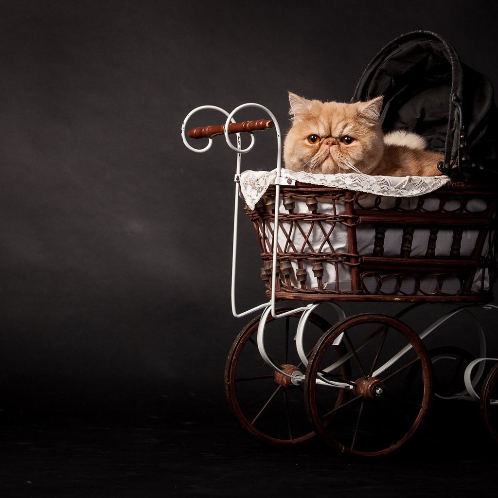 Обои кот, кошка, темный фон, рыжий, коляска, персидский, cat, the dark background, red, stroller, persian разрешение 2048x1152 Загрузить