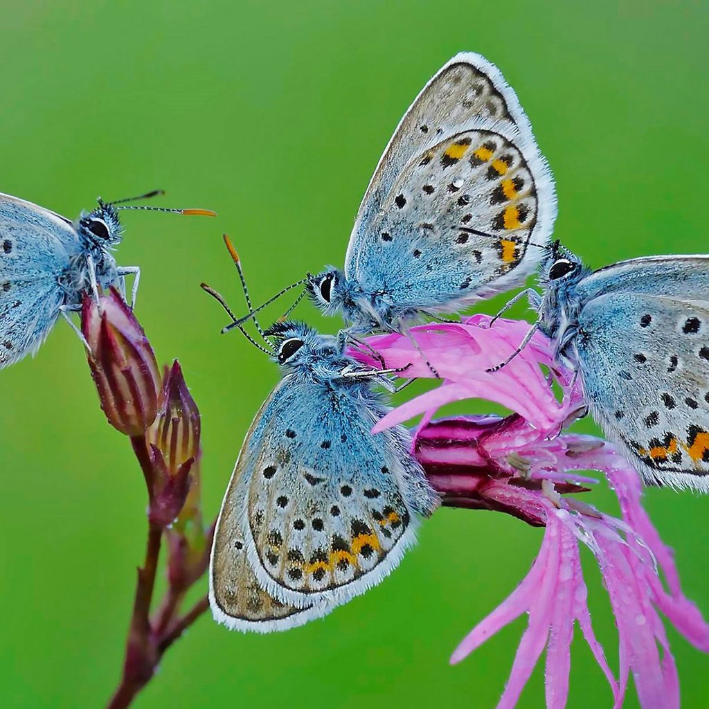 Обои природа, цветок, крылья, насекомые, бабочки, nature, flower, wings, insects, butterfly разрешение 1920x1200 Загрузить